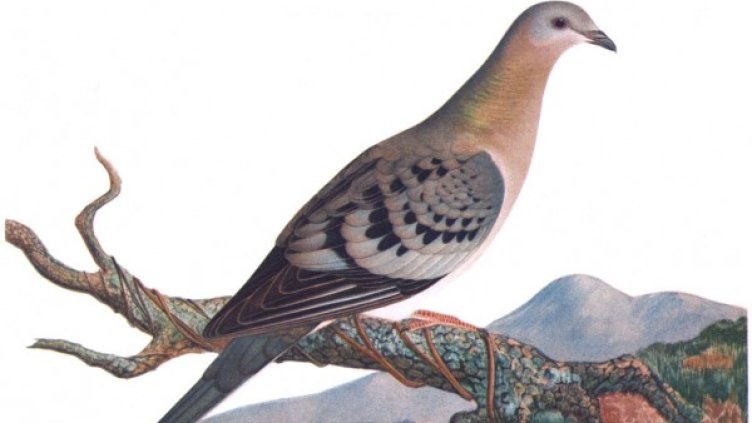 Снимка: Flickr