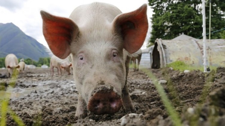 Снимка: Pixabay