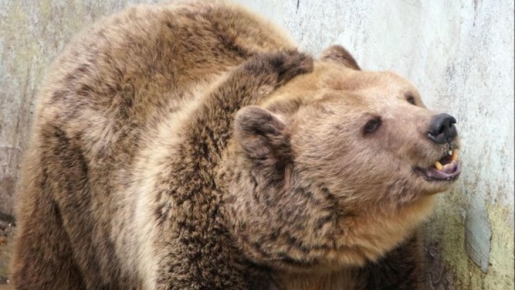 Архив: Булфото