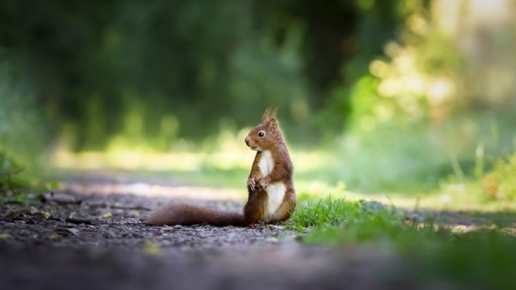 Снимка: Pixabay