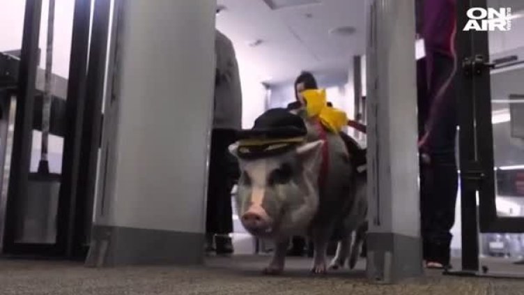 За уплашените от полета: Прасе успокоява пътници в Сан Франциско