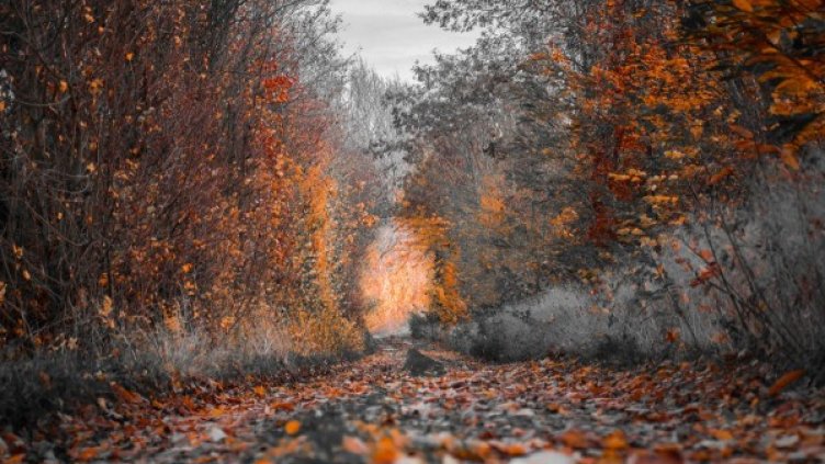 Снимка: pexels.com