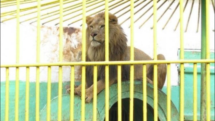 Снимка: Зоокът Разград