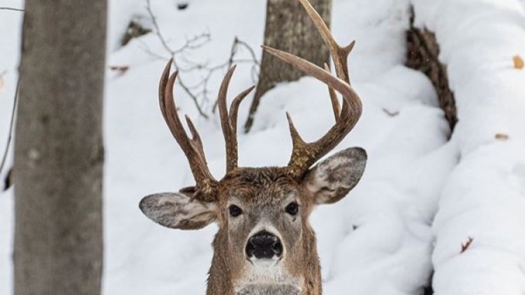 Аномалия или чудо? Елен с три рога в Мичиган