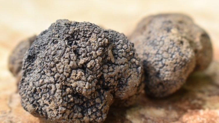 Снимка: Pixabay