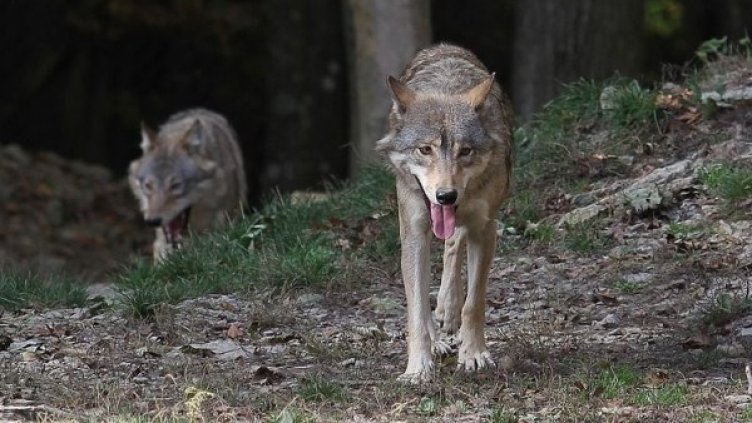 Снимка: Pixabay