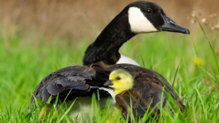 Снимка: Pixabay