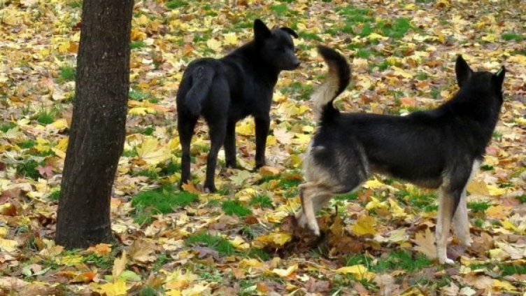 Снимка: архив, Булфото