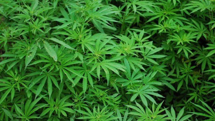 Снимка: Rex Medlen/Pixabay