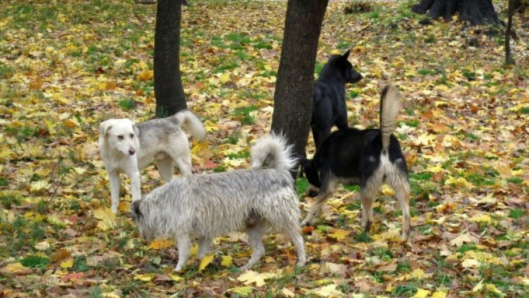 Снимка: Булфото, архив