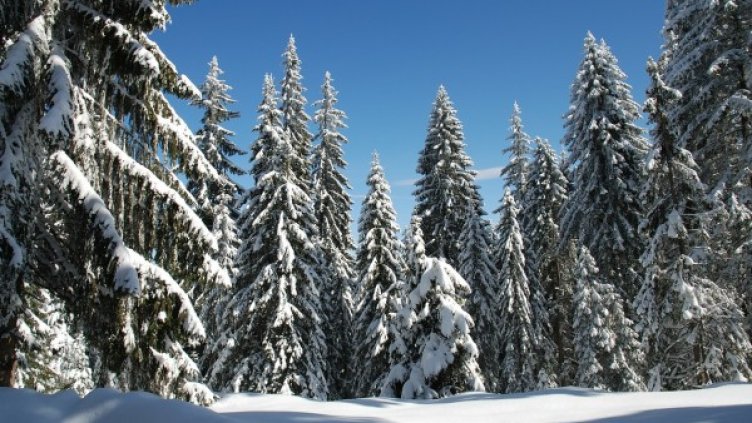 Снимка: Pixabay