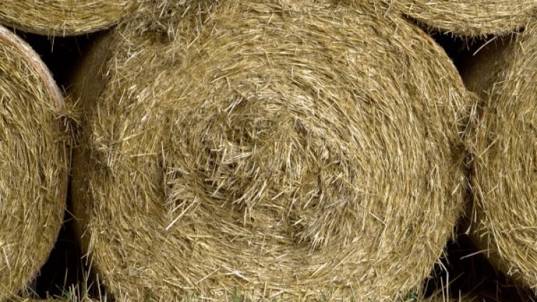 Снимка: Pixabay