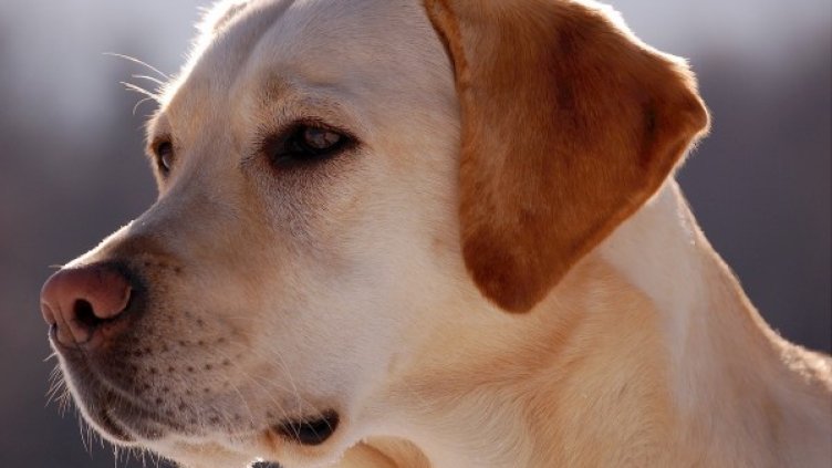 Кучешки времена: Лабрадорът Макс "шофира" близо час по неволя