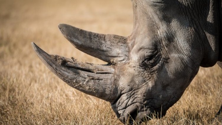 Снимка: Pixabay