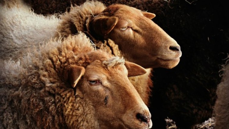 Снимка: Pixabay