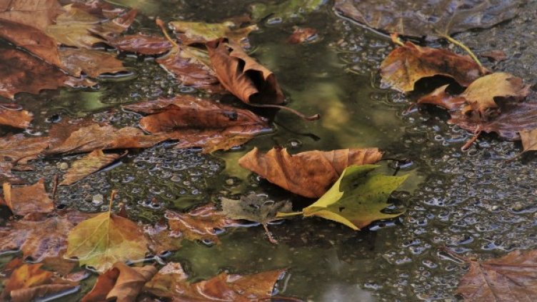 Снимка: Pixabay