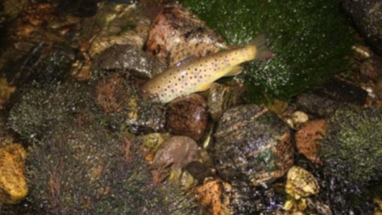 Снимка: Bulgaria ON AIR