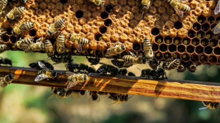 Снимка: Pixabay