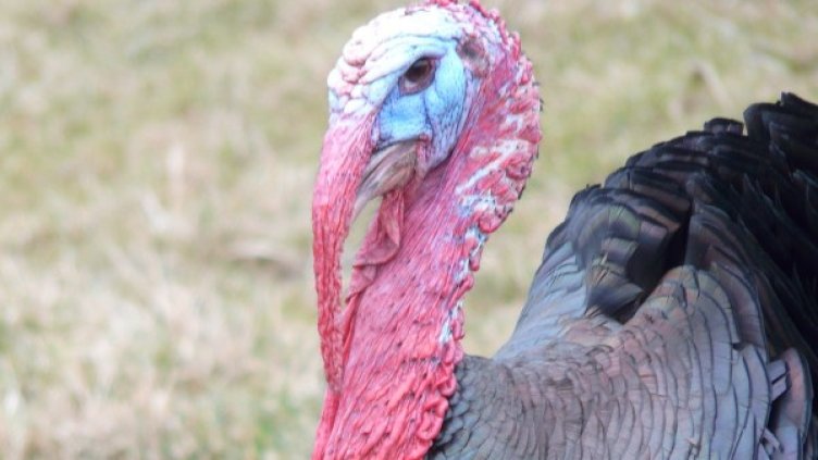 Снимка: Pixabay