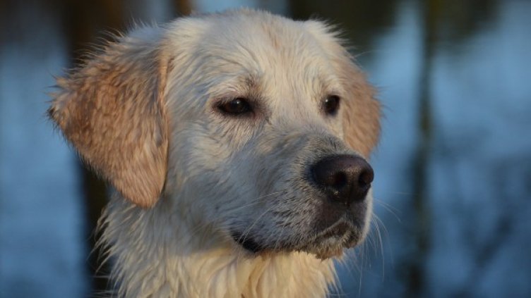 Снимка: Pixabay