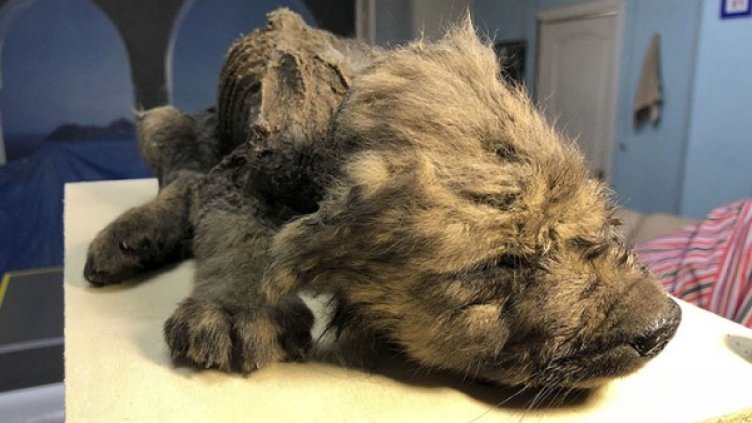 Снимка: The Siberian Times
Снимка: The Siberian Times