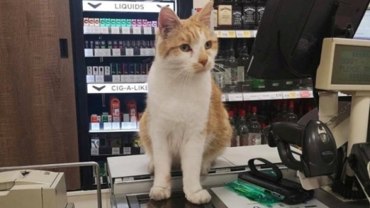 Британци бойкотират магазин, изгонил любимата им котка!