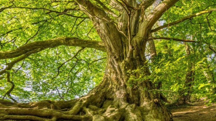 Снимка: pexels.com