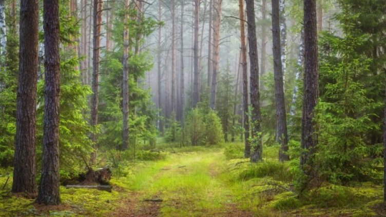 Снимка: iStock