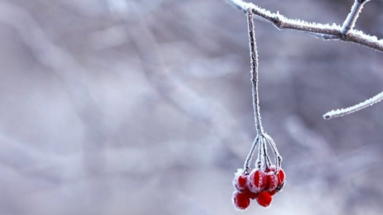 Снимка: pexels.com