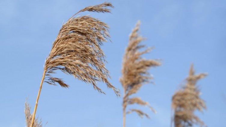 Снимка: pexels.com