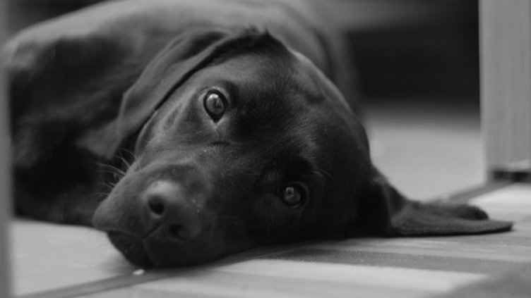 Снимка: Pixabay