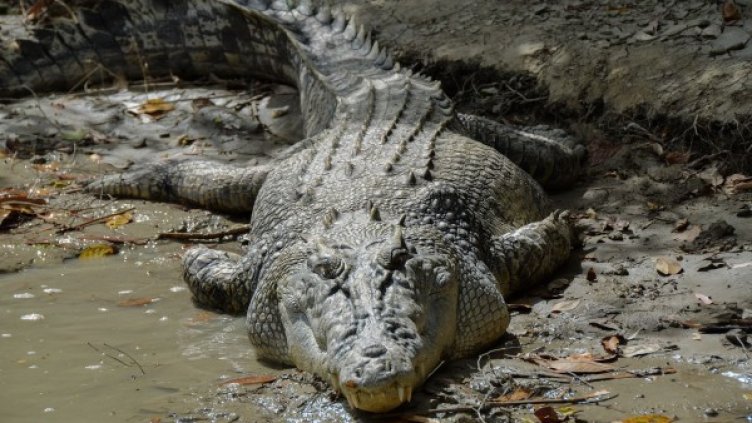 Снимка: Pixabay