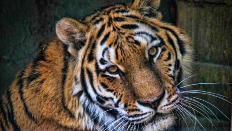 Снимка: Pixabay