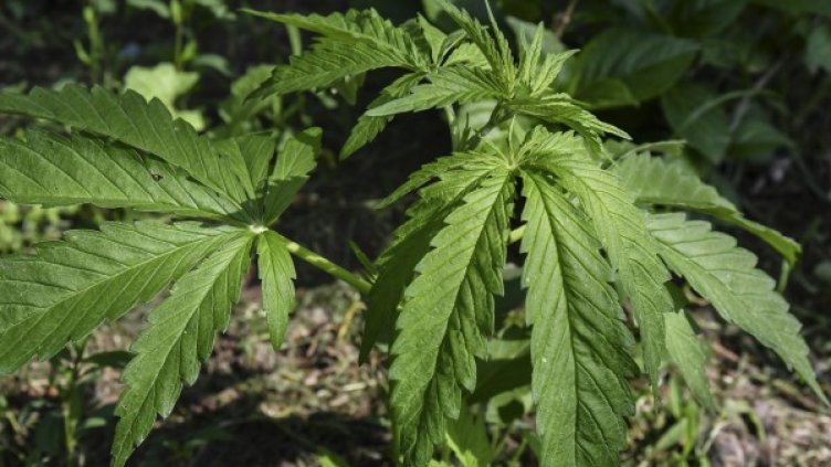 Снимка: Булфото