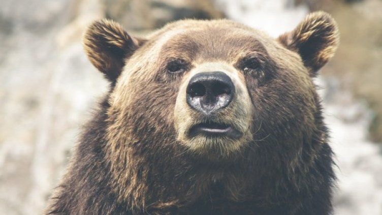 Снимка: Pixabay