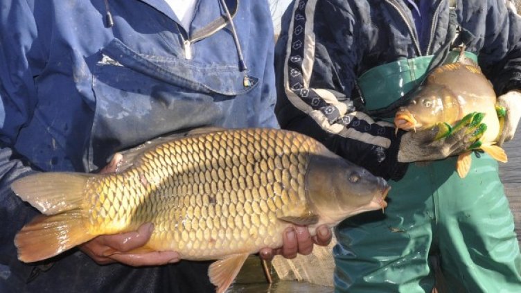 Снимка: Булфото