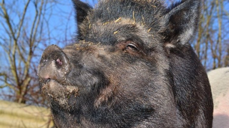 Снимка: Pixabay