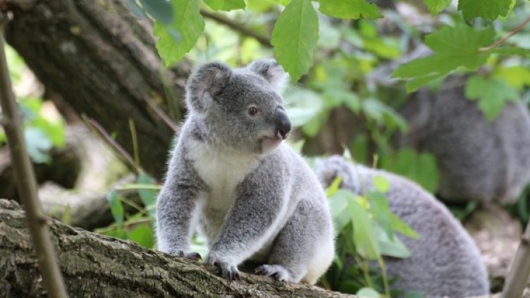 Снимка: Pixabay