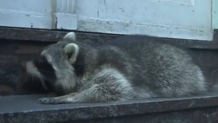 Снимка: Кадър Facebook