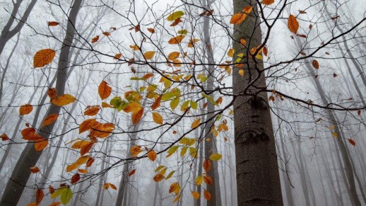 Снимка: Pixabay