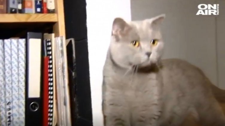 Котаракът Румен вече е поет - издаде втора книга 