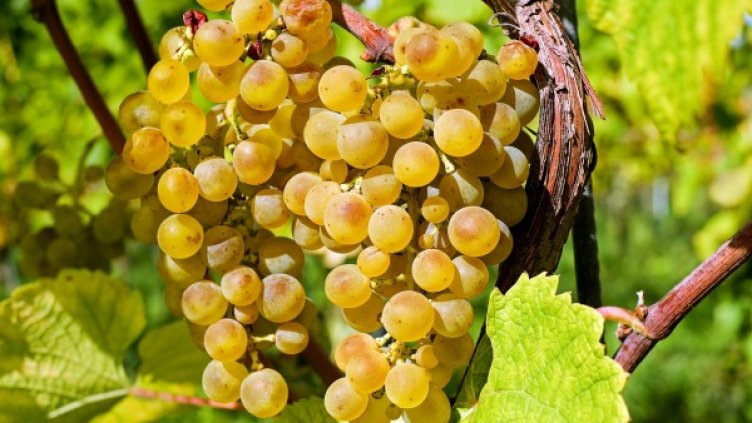 Снимка: Pixabay