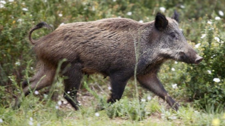 Снимка: pixabay