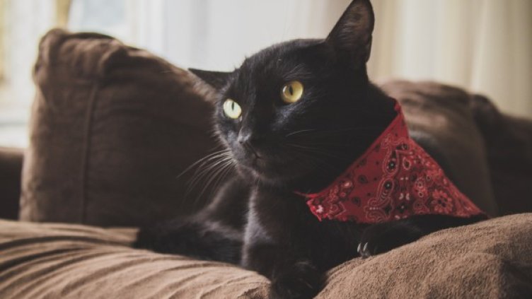 Снимка: Pexels