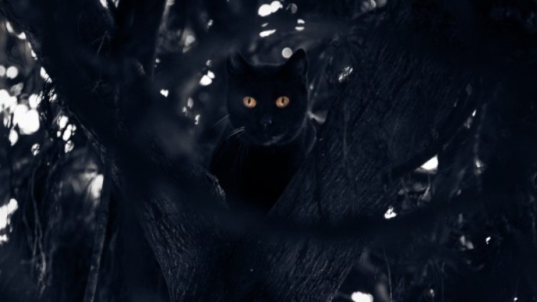 Снимка: Flickr