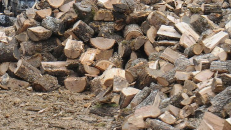 Снимка: Булфото архив