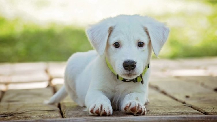 Снимка: Pixabay