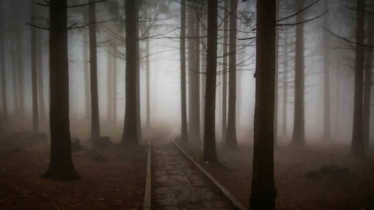 Снимка: Pixabay