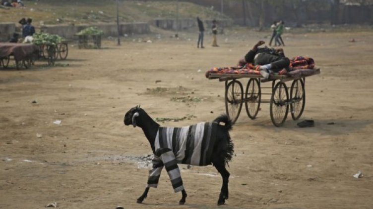 Годината в снимки: Януари 2019