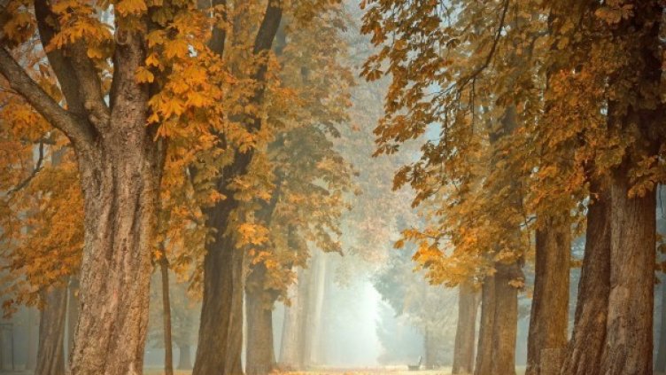 Снимка: Pixabay